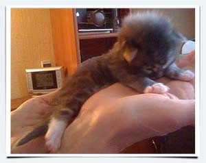 фото вес котенка мейн куна при рождении котята питомника из саратова природный шарм на продажу